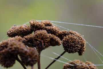 Macro photography of nature