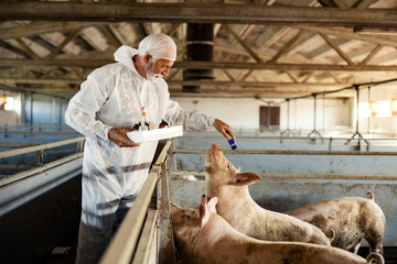 Veterinary and medicines at a pig farm. 