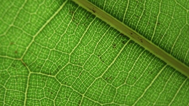 Green leaf background. Macro plant texture and nature pattern closeup. Botany, natural ingredients, vegetation concept. Selected focus