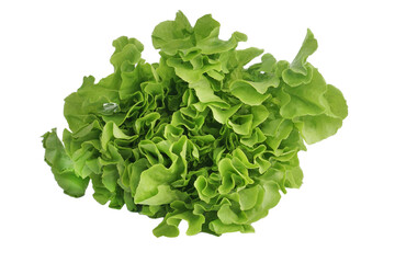 Obraz na płótnie Canvas Fresh vegetables Green oak lettuce isolated on white background, this image with clipping path for art work.