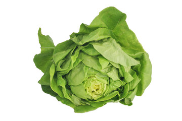 Fresh vegetables, Butterhead lettuce isolated on white background, this image with clipping path for art work.