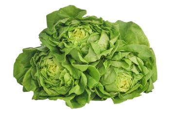 Obraz premium Fresh vegetables, Butterhead lettuce isolated on white background, this image with clipping path for art work.