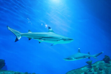 Predatory shark swims near stones among other sharks underwater.