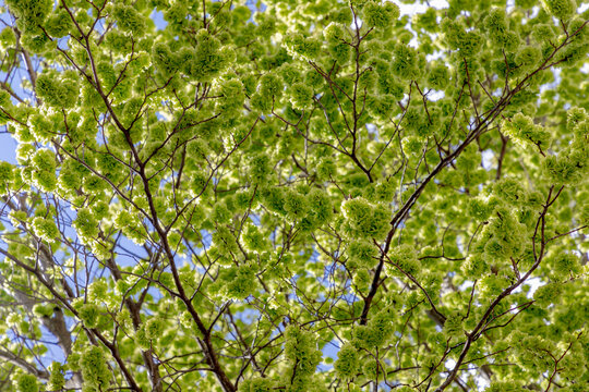 Selective focus of Ulmus minor samarae on the tree, Elm flowers in early spring, Elms are deciduous and semi-deciduous trees comprising the flowering plant genus Ulmus in the plant family Ulmaceae.