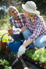 woman and man look after roses in the garden