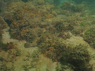 peixe garoupa