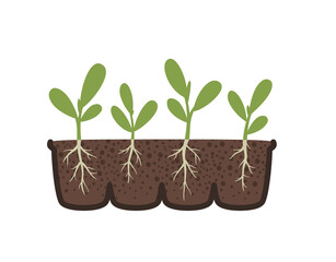 Spring seedling with root system. Healthy plant roots, picking, transplanting. Vector flat illustration of seedlings with roots in a container.