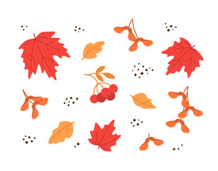 Vector set with colorful autumn leaves and seeds isolated on white. Maple leaves in red, orange and yellow colors, seeds and rowan branch, autumn mood. Background with flat leaves.
