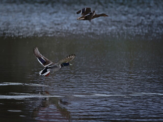 Mallard ducks just after leaving the water reservoir. © Adam