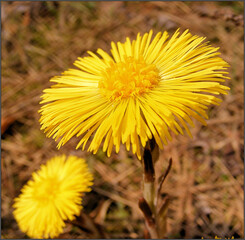 Blooming coltsfoot (Tussilago farfara) in early spring.
