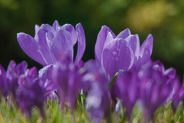 Crocus