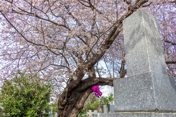 墓地と桜　Japanese grave garden with beautiful cherry blossoms	