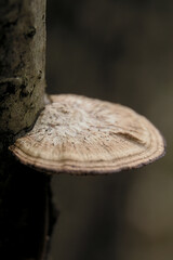 Polyphore © Jędrzej