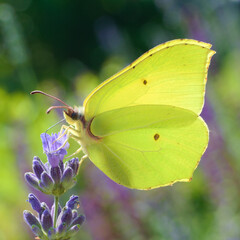 Butterfly © Jędrzej
