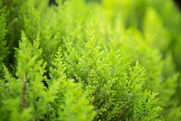 Ferns background. great green bush of fern.  green fern