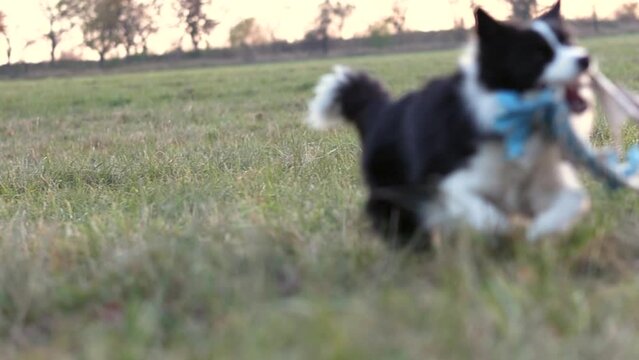 Crazy Border Collie Plays with Toy on the Field Outdoors. Funny Black and White Dog Outside during Afternoon.