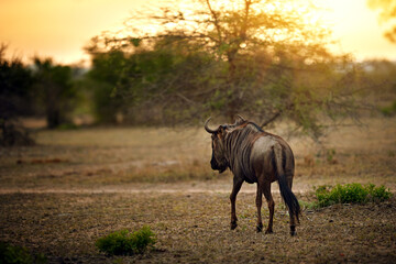 Trotting off into the african sunset. Shot of a wildebeest out in the african bush.