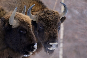 European bison (Aurochs) in the winter season on a heavy snow..The European bison (Bison bonasus), also known as  the European wood bison, is a Eurasian species of bison.  © Silviu