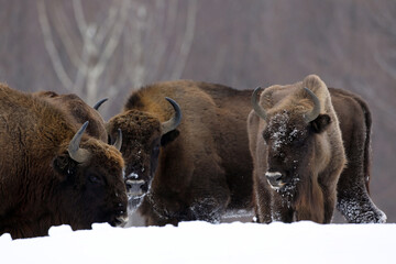 European bison (Aurochs) in the winter season on a heavy snow..The European bison (Bison bonasus), also known as  the European wood bison, is a Eurasian species of bison.  © Silviu