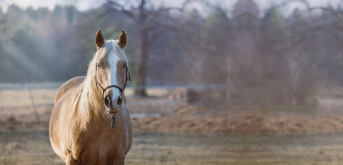 Beautiful palomino horse in the meadow at sunset. American Quarter Horse. Banner background - obrazy, fototapety, plakaty