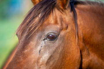 Horse. Head close up, tears streaming from the eye. Horse allergy, spring