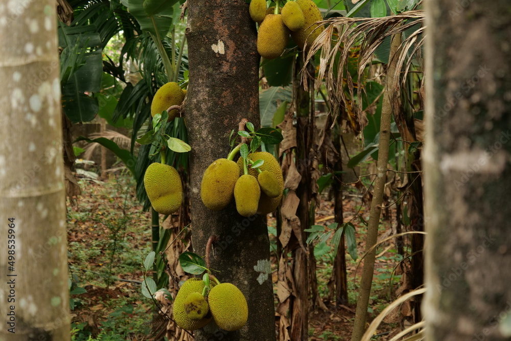 Wall mural jack fruits on a tree