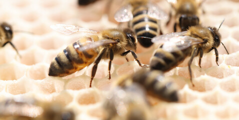 Bee honey bee colony honeycomb closeup. Eco nature bee hive