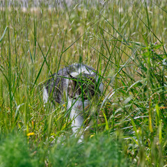 Cat In Meadow.  Domestic cat   walking amongst the uncultivated grass in the field. Stock Image.