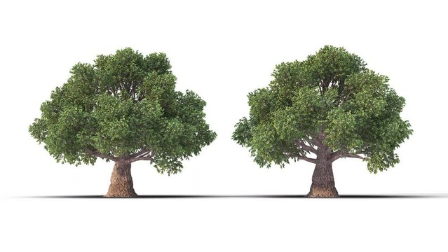 Isolated realistic Beech tree on the wind, White background with transparent cut-out animation and alpha channel.3d rendering with id pass