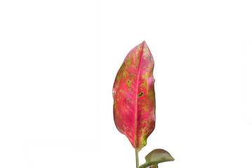 beautiful pink aglaonema leafs isolated