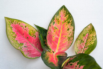 beautiful pink aglaonema leafs isolated