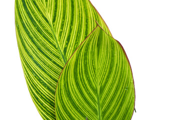 beautiful green and yellow lines pattern of canna lily leafs white background isolated
