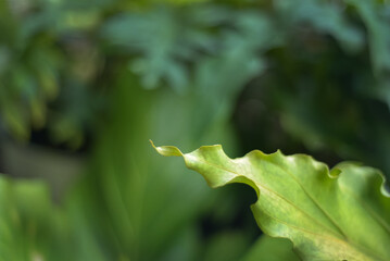 Waving anthurium leaf shining freshly against dark background