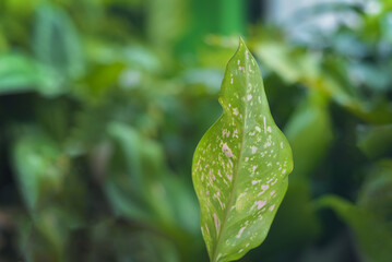 Beautiful fresh and green aglaonema in the home garden