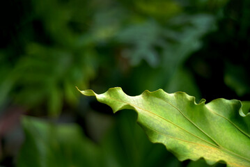 Waving anthurium leaf shining freshly against dark background