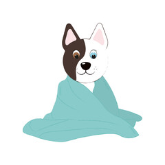 Cute dog in the bathroom, in a towel, bathes, different eyes. Grooming