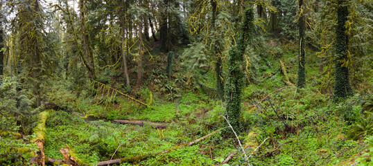 Fototapeta premium A tangle of trees and understory vegetation thrive in Tryon State Park, Lake Oswego, Oregon. This part of the country is home to temperate rainforests which serve as habitats for many species.