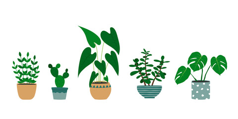 Set of hand drawn houseplants in flowerpots. Alocasia plant, cactus, monstera, jade plant. Isolated vector illustration.