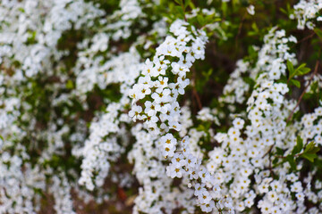 flowers on blue sky