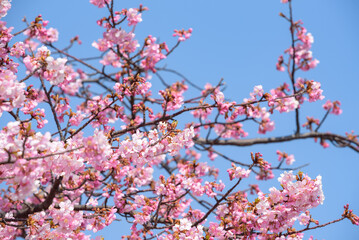 Obraz premium Cherry blossoms, Kawazu Zakura tree