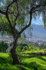Paisaje rural y vista del Teide en la zona de La Orotava en el norte de la isla de Tenerife, Canarias