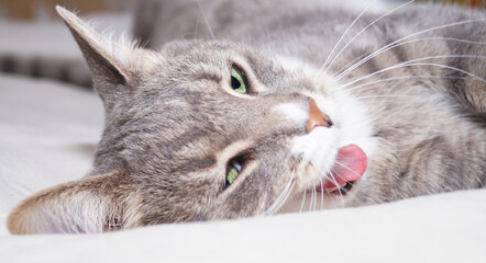 A gray striped cat with green eyes is lying on the bed. White background.