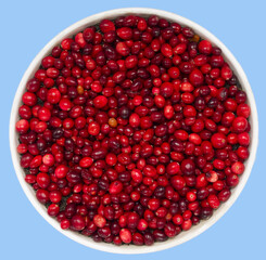 Bucket of organic cranberries. Thanksgiving. 