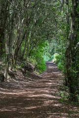 Sendero en los bosques de La Matanza en el norte de la isla de Tenerife, Canarias