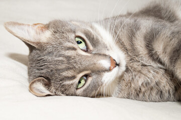 A gray striped cat with green eyes is lying on the bed. White background.