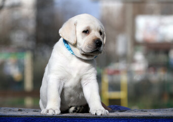yellow labrador puppy on the blue background