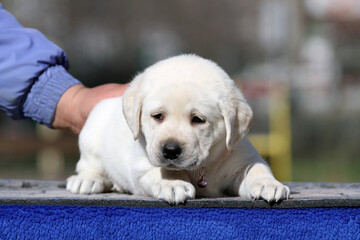 lovely sweet nice yellow labrador puppy on the blue background