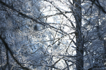 Schneebedeckte Äste in einem Wald