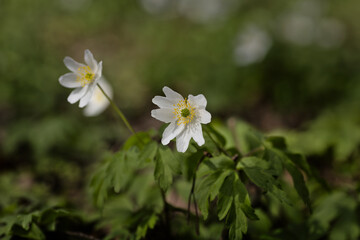 Wood anemone (Anemonoides nemorosa) flowers in the woods