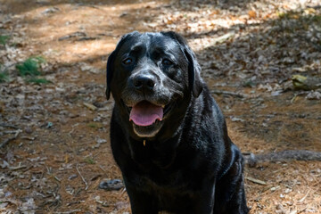 Fototapeta premium Photograph of a smiling black lab sitting outside